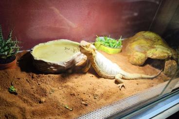 Bearded dragons kaufen und verkaufen Photo: Bartagame sucht neues Zuhause 