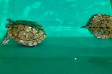 Sumpfschildkröten kaufen und verkaufen Foto: Mississippi Höckerschildkröten 