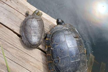 Sumpfschildkröten kaufen und verkaufen Foto: 2 Wasserschildkröten , Schmuckschildkröten Sumpfschildkröten kaufen und verkaufen Foto: 2 Wasserschildkröten , Schmuckschildkröten
