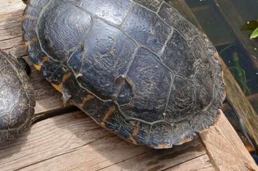 Sumpfschildkröten kaufen und verkaufen Foto: Rotwangen Schmuckschildkröte 