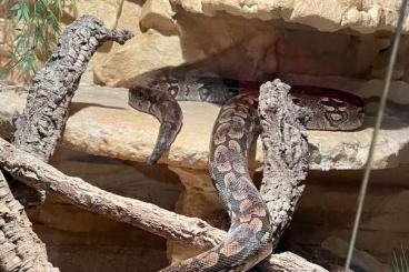 Boas kaufen und verkaufen Photo: Südliche Madagaskarboa abzugeben 