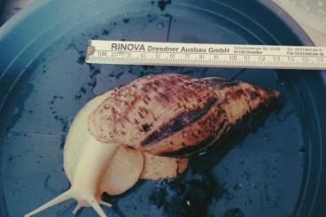 Mollusca kaufen und verkaufen Photo: Achatschnecken Reticulatas 
