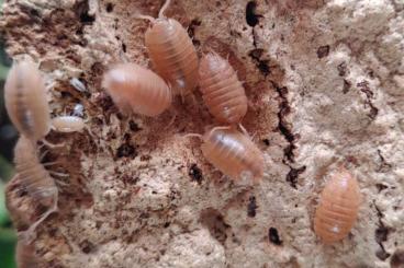 Krebstiere terrestrisch  kaufen und verkaufen Foto: Isopods porcellio species