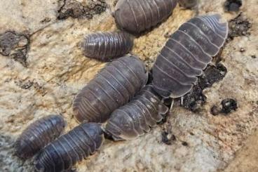 other Arthropoda kaufen und verkaufen Photo: Isopods cubaris and other species