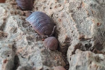 other Arthropoda kaufen und verkaufen Photo: Isopods porcellio species