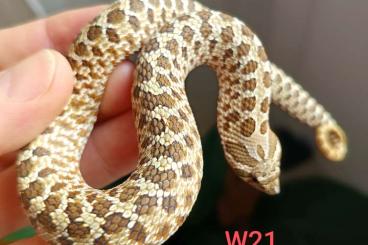 Snakes kaufen und verkaufen Photo: Heterodon Lemon Ghost x Hypo Hakennasennatter Snakes kaufen und verkaufen Photo: Heterodon Lemon Ghost x Hypo Hakennasennatter