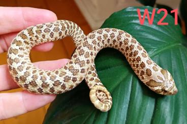 Schlangen kaufen und verkaufen Foto: Heterodon Lemon Ghost x Hypo Hakennasennatter Schlangen kaufen und verkaufen Foto: Heterodon Lemon Ghost x Hypo Hakennasennatter