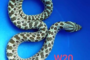 Schlangen kaufen und verkaufen Foto: Heterodon Lemon Ghost x Hypo Hakennasennatter 