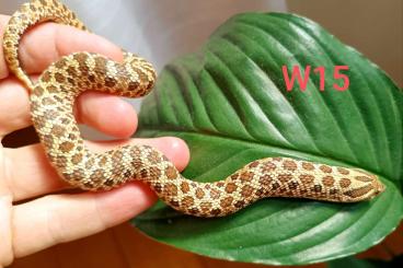 Snakes kaufen und verkaufen Photo: Heterodon Lemon Ghost x Hypo Hakennasennatter Snakes kaufen und verkaufen Photo: Heterodon Lemon Ghost x Hypo Hakennasennatter