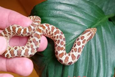 Snakes kaufen und verkaufen Photo: Heterodon Axanthic, Hypo, Ghost Hakennasennatter Snakes kaufen und verkaufen Photo: Heterodon Axanthic, Hypo, Ghost Hakennasennatter