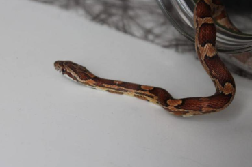 Nattern ungiftige  kaufen und verkaufen Foto:  Baby Kornnatter / Schlange zu verkaufen (+Terrarium) - Oberaudorf