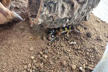 Geckos kaufen und verkaufen Photo: Leopardgecko Baby‘s zu Verkaufen