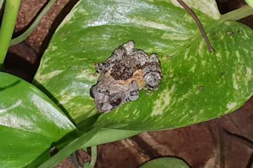 frogs kaufen und verkaufen Photo: Theloderma asperum abzugeben 