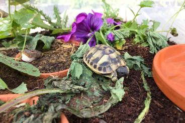 Tortoises kaufen und verkaufen Photo: Griechische Landschildkröten 