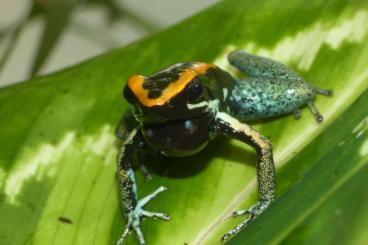 Poison dart frogs kaufen und verkaufen Photo: Phyllobates vittatus - Gestreifter Blattsteiger