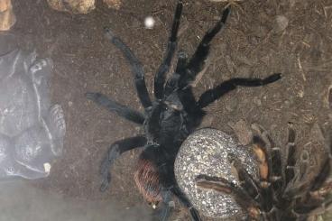 Vogelspinnen kaufen und verkaufen Foto: Brachypelma Vagans abzugeben