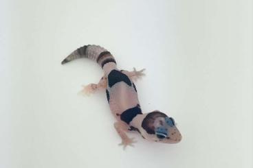 Lizards kaufen und verkaufen Photo: Hemitheconyx caudicinctus, Eublepharis macularius Lizards kaufen und verkaufen Photo: Hemitheconyx caudicinctus, Eublepharis macularius