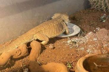 Bartagamen kaufen und verkaufen Foto: 1.0 male Pogona vitticeps belgium Belgique liege 