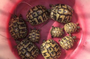 Tortoises kaufen und verkaufen Photo: Griechische Landschildkröte Nachzucht 2024 "Testudo hermanni"