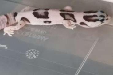 Geckos kaufen und verkaufen Photo: African fat tail gecko - hemitheconyx caudicinctus 