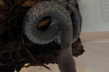 Venomous snakes kaufen und verkaufen Photo: Wonderful Naja philipinensis CB 25 Venomous snakes kaufen und verkaufen Photo: Wonderful Naja philipinensis CB 25