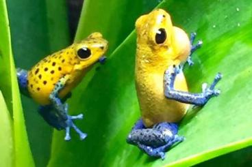 Poison dart frogs kaufen und verkaufen Photo: Suche Oophaga pumilio Charco la pava  gelb   oder Valle del rey  gelb