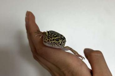 Geckos kaufen und verkaufen Foto: Leoparden Gecko.                                                      