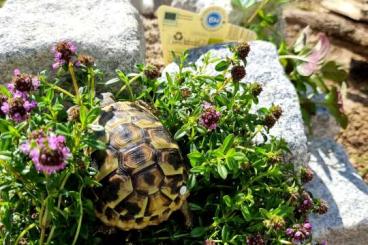 Tortoises kaufen und verkaufen Photo: Verkaufe Griechische Landschildkröten 