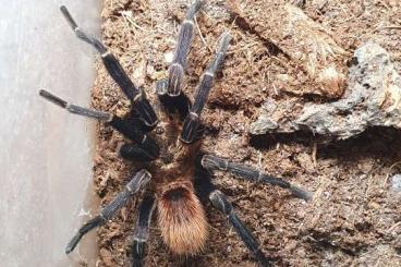 Vogelspinnen kaufen und verkaufen Foto: 1.0 Thrixopelma sp. Cuzco