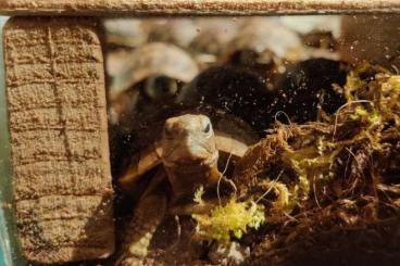 Landschildkröten kaufen und verkaufen Foto: Maurische Landschildkröten (Testuda geraeca) eigene Nachzucht 2021