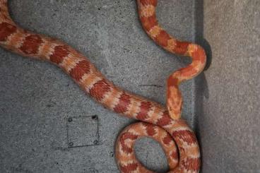 Schlangen kaufen und verkaufen Foto: Kornnatter mit terrarium 