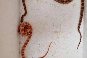 Schlangen kaufen und verkaufen Foto: Jung kornnatter mit terrarium 
