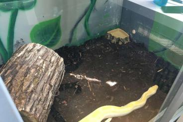 Pythons kaufen und verkaufen Foto: Albino Green Tigerpython 