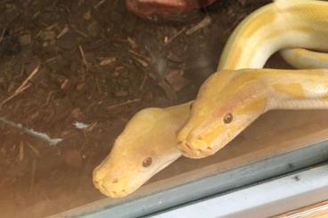 Pythons kaufen und verkaufen Foto: Albino Tigerpython Weibchen