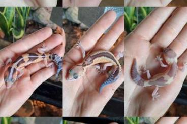 Geckos kaufen und verkaufen Photo: Fattail geckos available Hamm/Houten