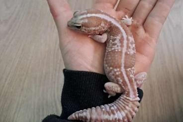 Geckos kaufen und verkaufen Foto: African fattailed gecko (Hemitheconyx caudicinctus)