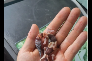 Geckos kaufen und verkaufen Foto: 0.1 Fat-tailed gecko Wild 100% het caramel 100% het zulu 66% het oreo Geckos kaufen und verkaufen Foto: 0.1 Fat-tailed gecko Wild 100% het caramel 100% het zulu 66% het oreo