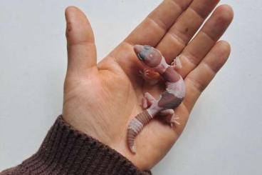 Geckos kaufen und verkaufen Photo: 0.1 Fat-tailed gecko snow 100% het zulu