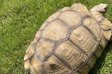 Tortoises kaufen und verkaufen Photo: Spornschildkröte männlich Oberösterreich 