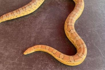 Schlangen kaufen und verkaufen Foto: Kornnatter Caramel adult zu verkaufen 