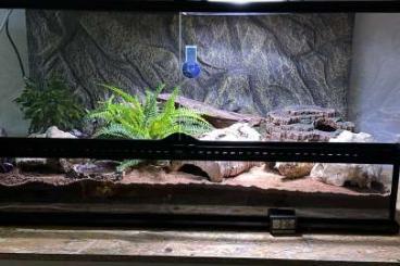 Geckos kaufen und verkaufen Foto: Leopard gecko zu verkaufen Geckos kaufen und verkaufen Foto: Leopard gecko zu verkaufen