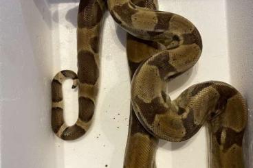 Boas kaufen und verkaufen Photo: Boa Constrictor Ghost 1.0 het Albino