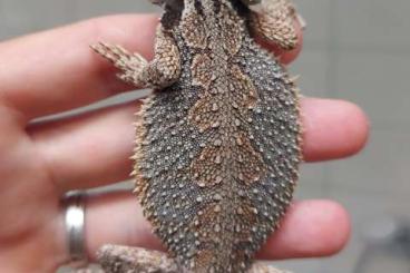 Bartagamen kaufen und verkaufen Photo: SUCHE Pogona Minor weiblich Bartagamen kaufen und verkaufen Photo: SUCHE Pogona Minor weiblich