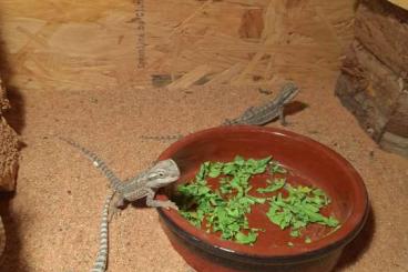 Bearded dragons kaufen und verkaufen Photo: Baby Bartagamen von privat 