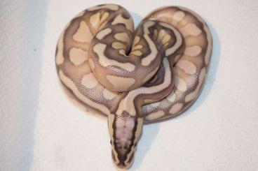 Ball Pythons kaufen und verkaufen Photo: Pastel Lesser Enchi Spotnose het Clown 