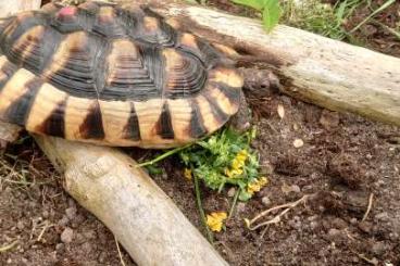 Schildkröten  kaufen und verkaufen Foto: bredrandet landskildpadde