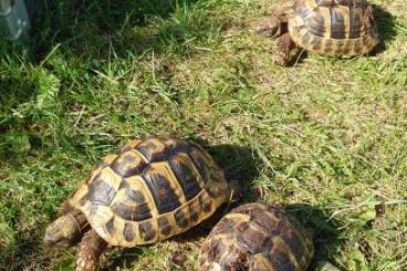 Schildkröten  kaufen und verkaufen Foto: Testudo hermanni????????????????????