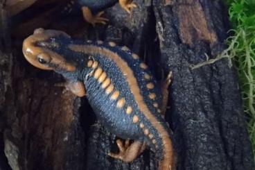 Salamander kaufen und verkaufen Foto: Tylototrithon shanjing  und Triturus marmoratus