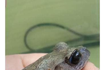 frogs kaufen und verkaufen Photo: Breviceps,Bufo, Leptobrachium