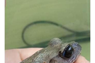 Frösche  kaufen und verkaufen Foto: Breviceps,Bufo, Leptobrachium